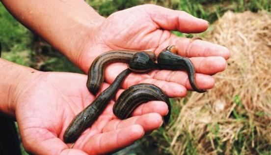 蚂蝗软黄金,野生蚂蝗和养殖蚂蝗为什么区别大