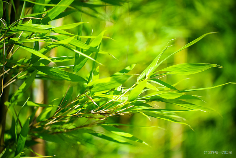 沐川竹海夏天美景,沐川竹海能避暑吗