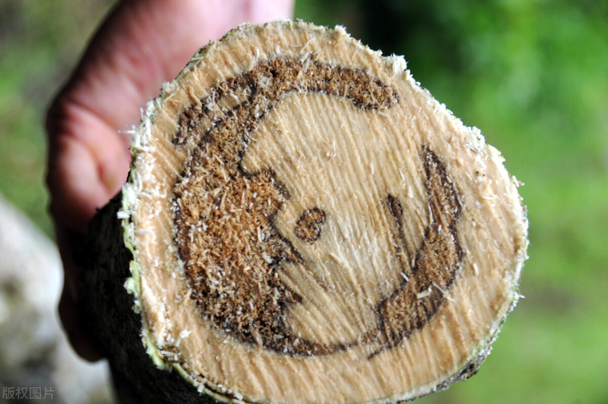 片仔癀药为什么那么贵,片仔癀最好用的药