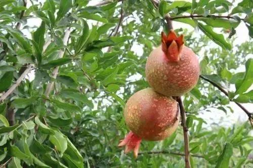 四季应季水果蔬菜,一年四季的时令蔬菜水果