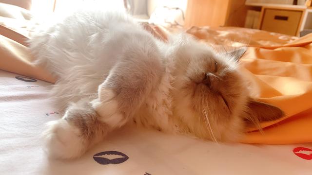 怎么让别人家的猫咪喜欢你,怎么让你家猫咪爱上你