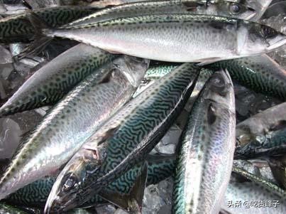 鲅鱼和鲐鲅鱼都是海鱼吗,跟鲐鲅鱼长得类似的有哪几种