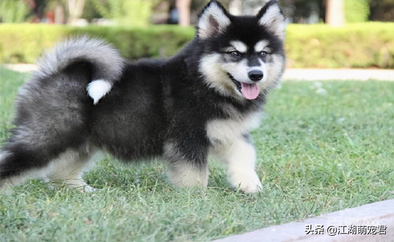 如果你想养狗理由是什么,如果你要养一只猫的话要必备什么