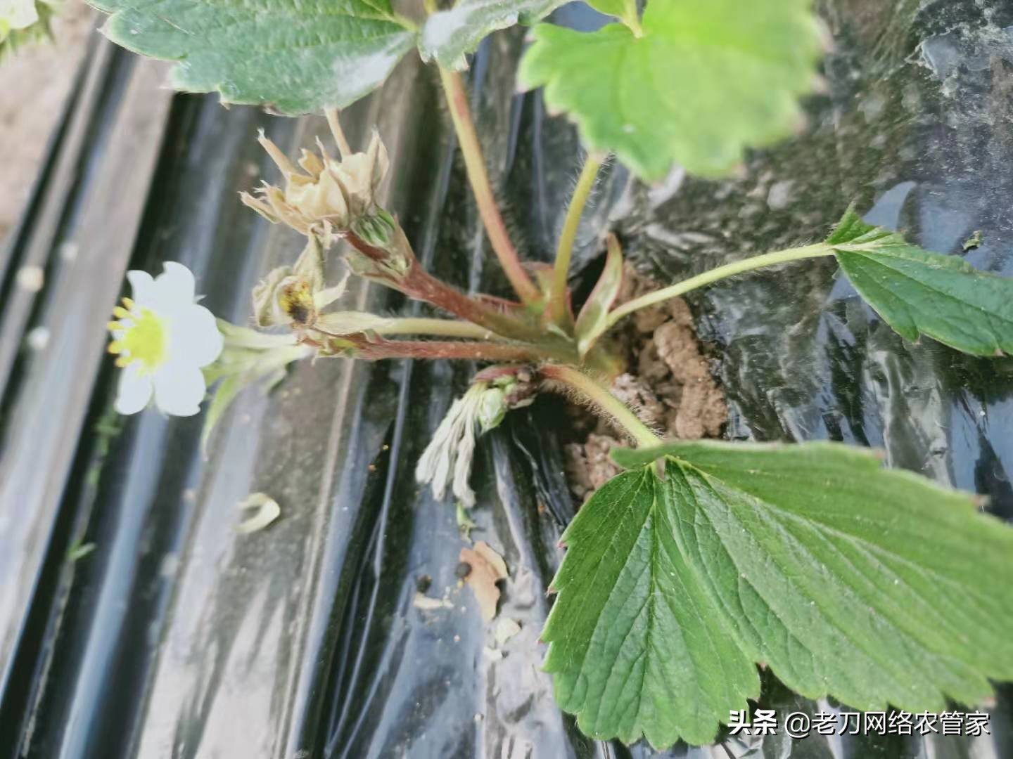 草莓花开了蔫了怎么办,草莓开花不结果用什么药