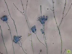 真菌小知识,关于真菌的认知