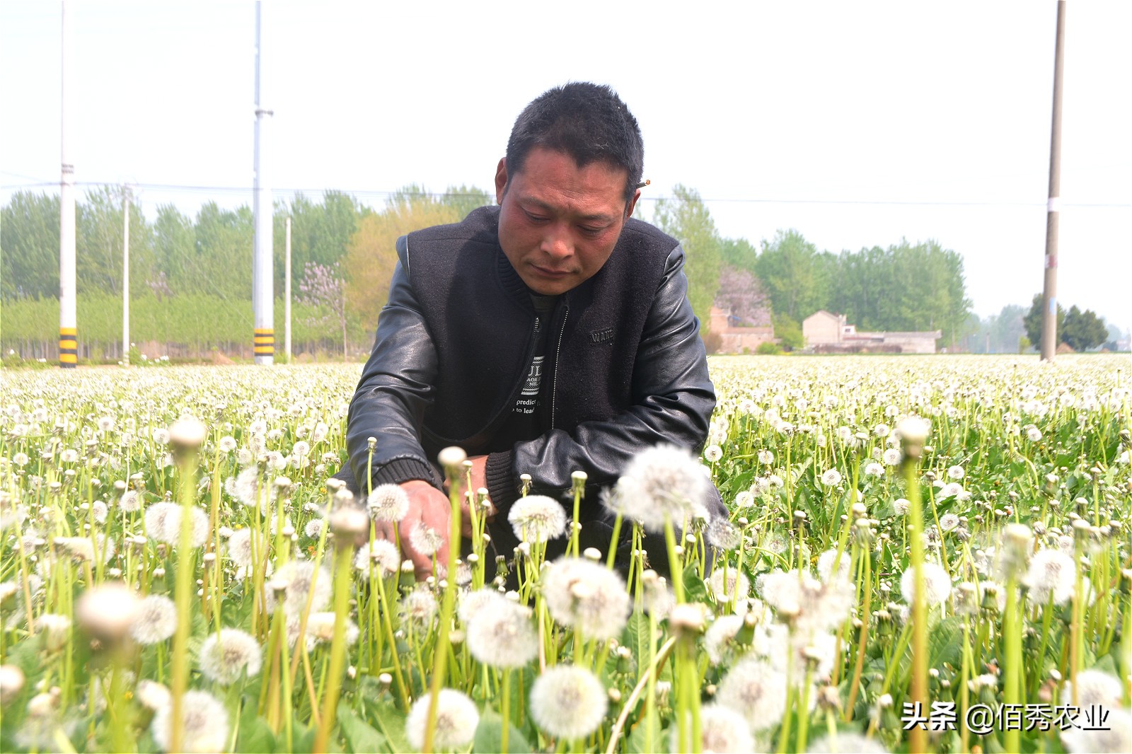 承包150亩良田种什么最赚钱,农资种植怎么赚钱