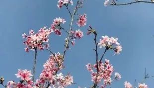 千园之城全景图,深圳最好玩的公园深圳十大公园