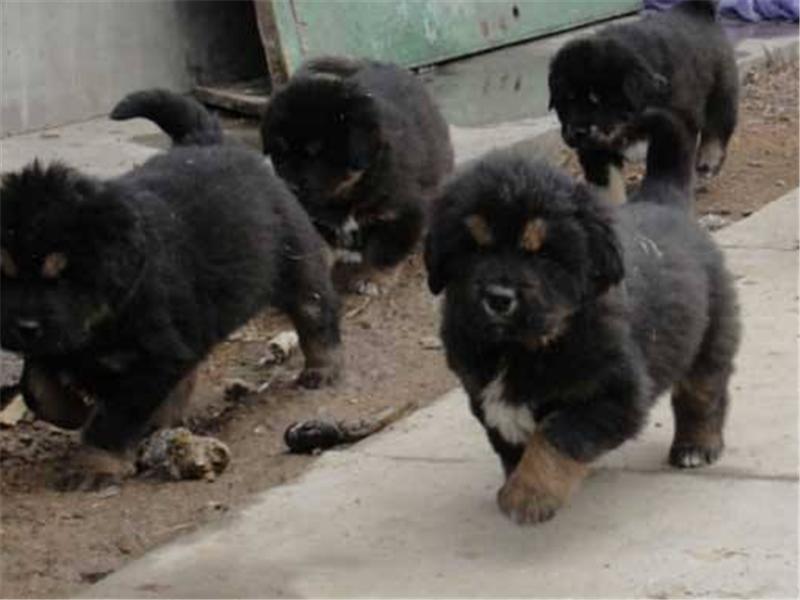 2024年肉狗养殖市场前景怎样,肉狗养殖前景与利润广告