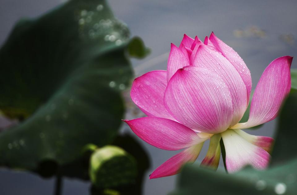 雨中观荷有情调,大观楼雨中观荷