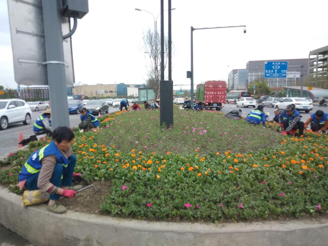波斯菊孔雀草花海,波斯菊向日葵