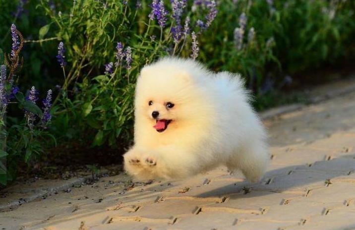 养狗狗是养博美好还是养泰迪好,养小博美是一种什么样的体验