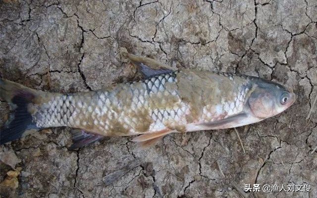 鱼类水霉病治疗好的视频,鱼水霉病发病原因