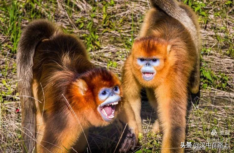 汉中户外遛娃好去处排行榜,汉中遛娃旅游景点有哪些