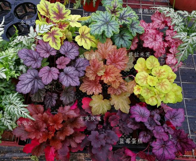 景观草花图,地被类的花草图片