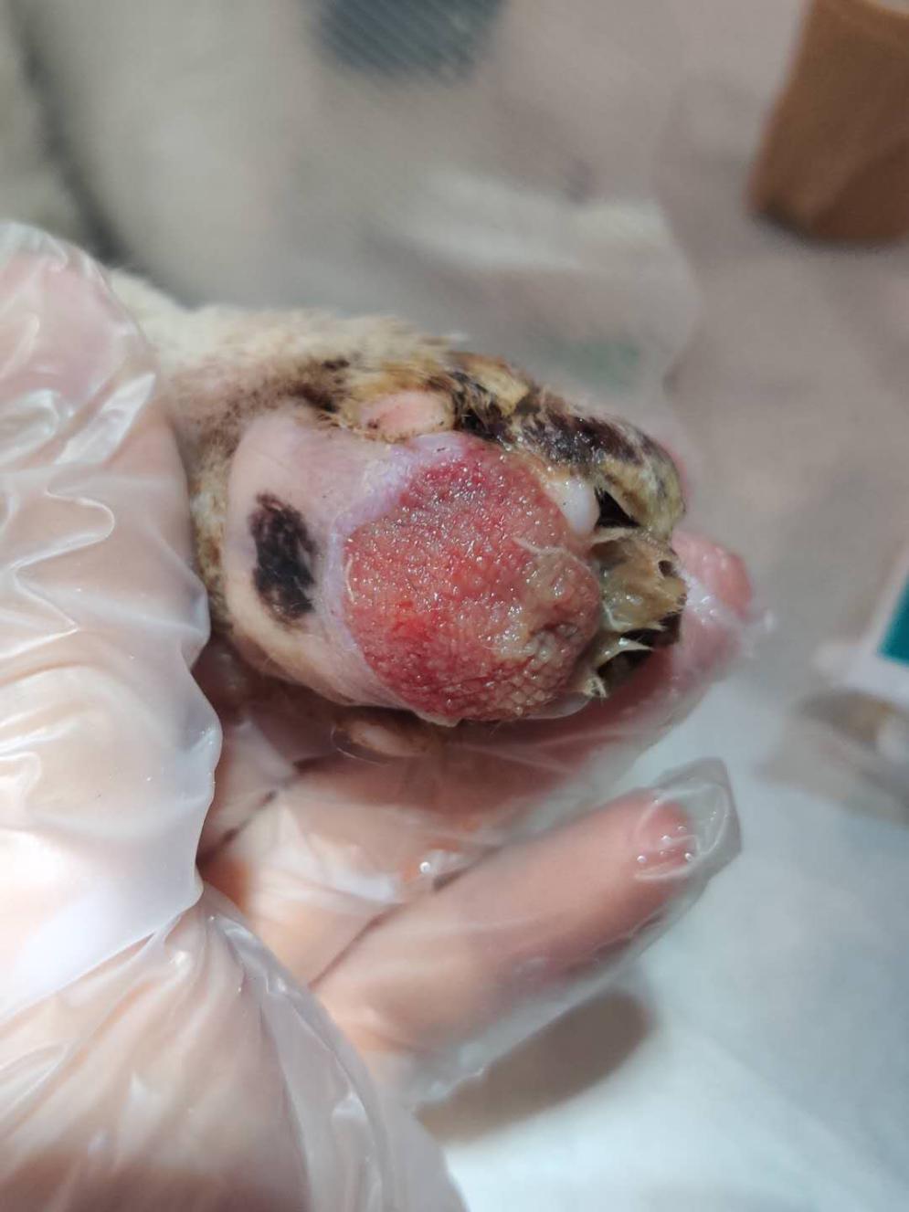 猫咪爪垫红肿怎么办,猫咪的爪垫会蜕皮吗