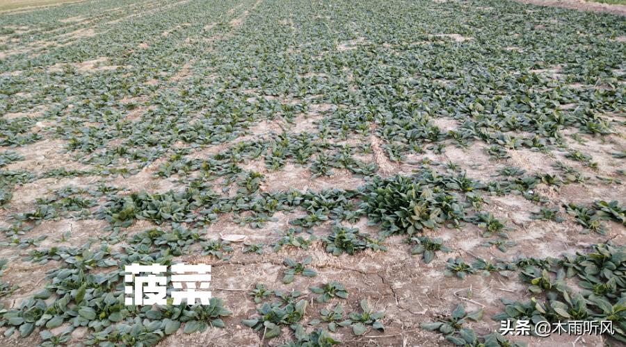 菠菜叶子黄和死根怎么办,菠菜叶子黄是缺什么