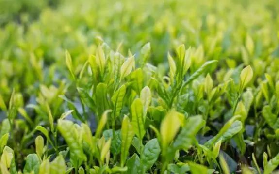 健康咒语每天三遍身体越来越好,疗愈身体的神奇音乐完整版