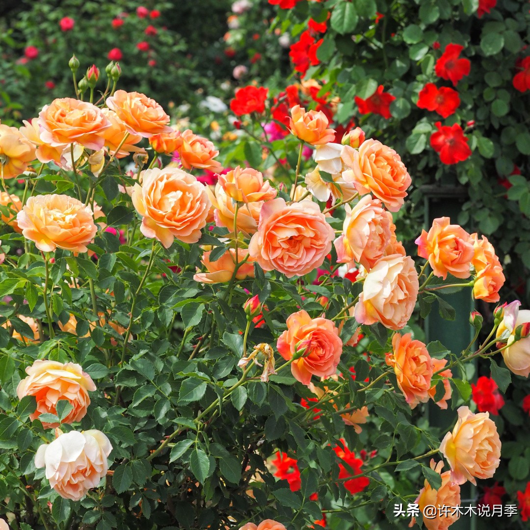 抗性强无刺月季蔷薇品种有哪些,抗性好的切花月季推荐