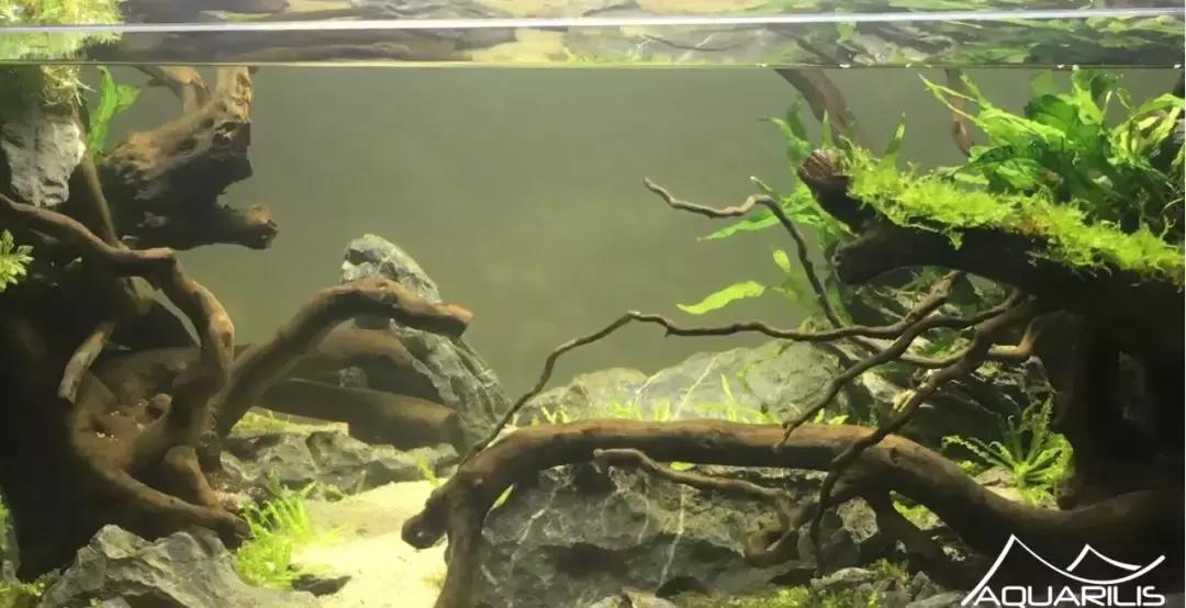 草缸造景教程：这个缸居然能装下一头“犀牛”？