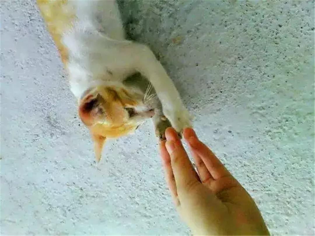 铲屎官教德牧技能,铲屎官怎样训练猫咪抓老鼠