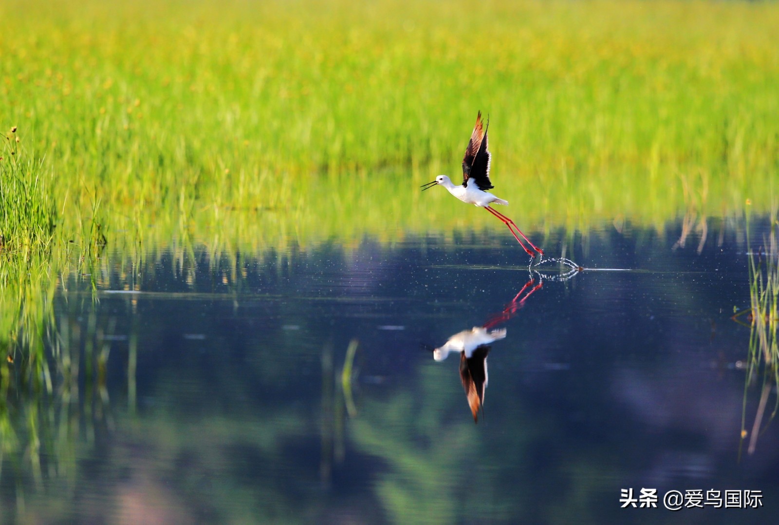 鸟类欣赏,鸟类观鸟图片