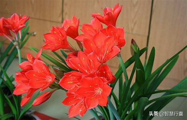 家里装饰空气清新,装饰家里又净化空气