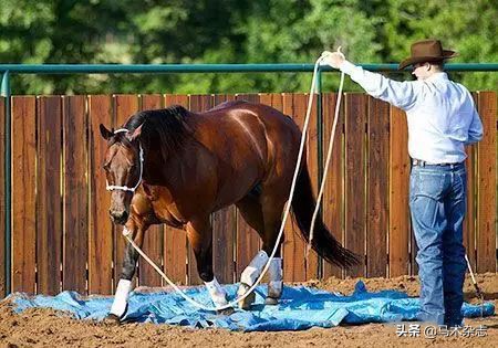 一岁不到的小马驹怎么训练,如果你有一匹出色的马你会怎么样