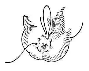 外科8种缝合方法图解,外科基本缝合方法实验报告