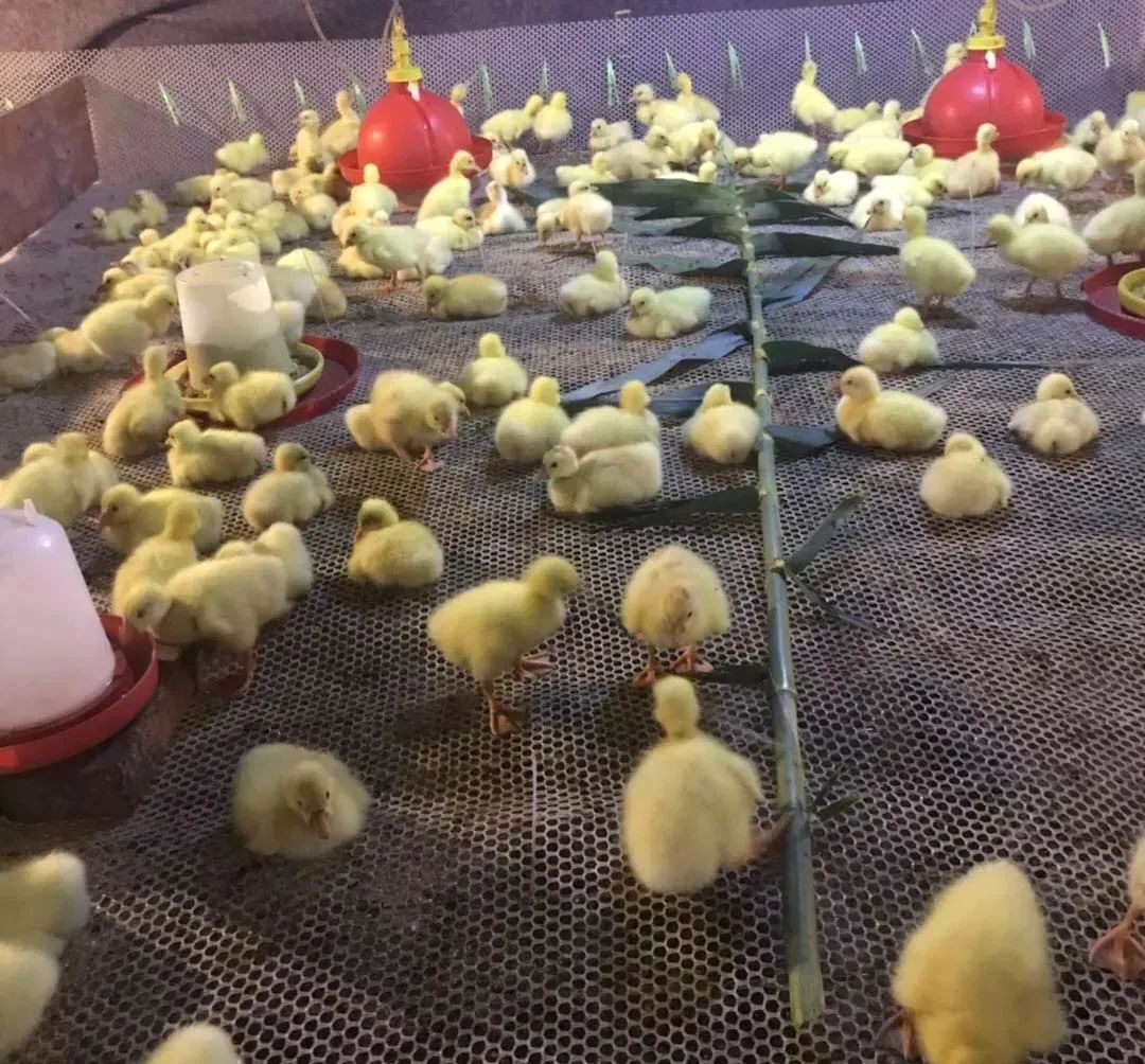 养鹅需要注意哪些细节,养鹅注意事项及建议