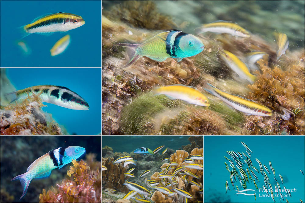 不用去泰国自己能变性？科学家发现神奇物种，21天之内由女变男