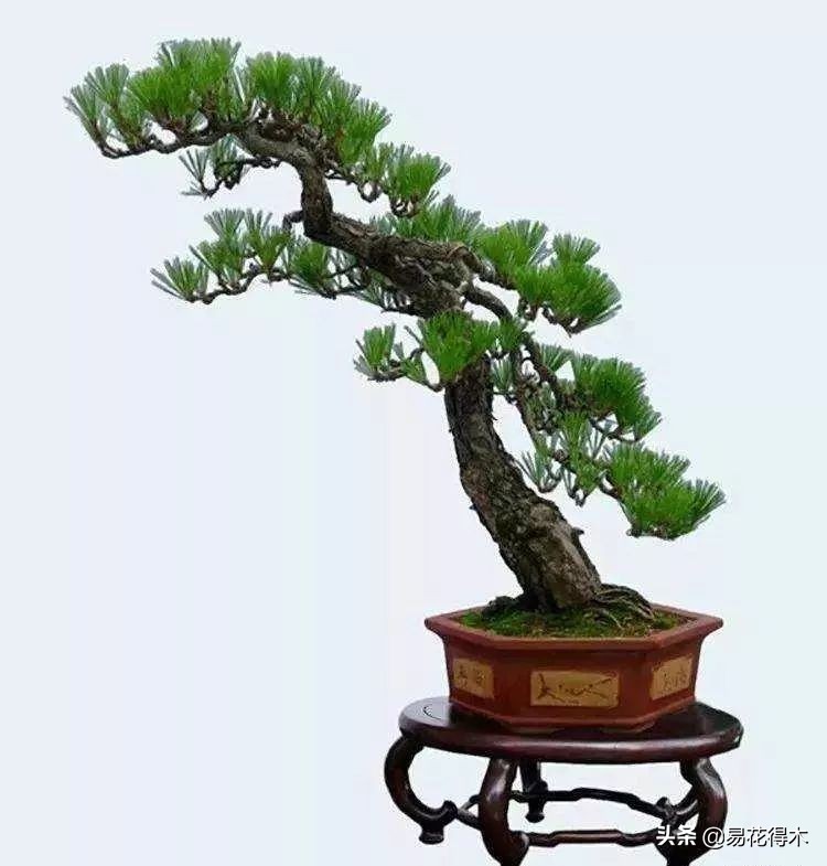 黑松盆景经典造型,日本黑松盆景培养技术