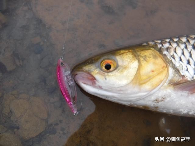 路亚赤眼鳟攻略,赤眼鳟路亚操作手法