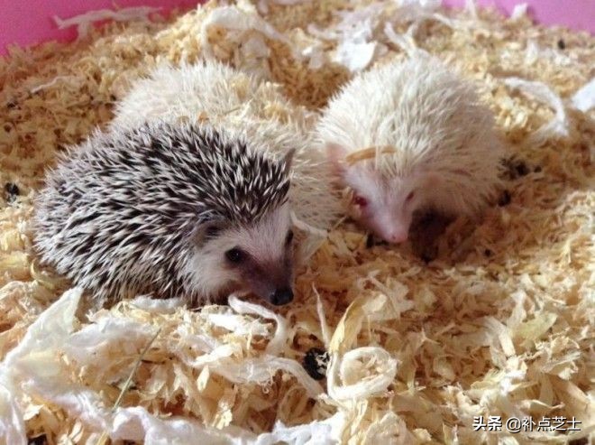 你还了解哪些关于刺猬的知识,查阅关于刺猬的资料了解他的习性