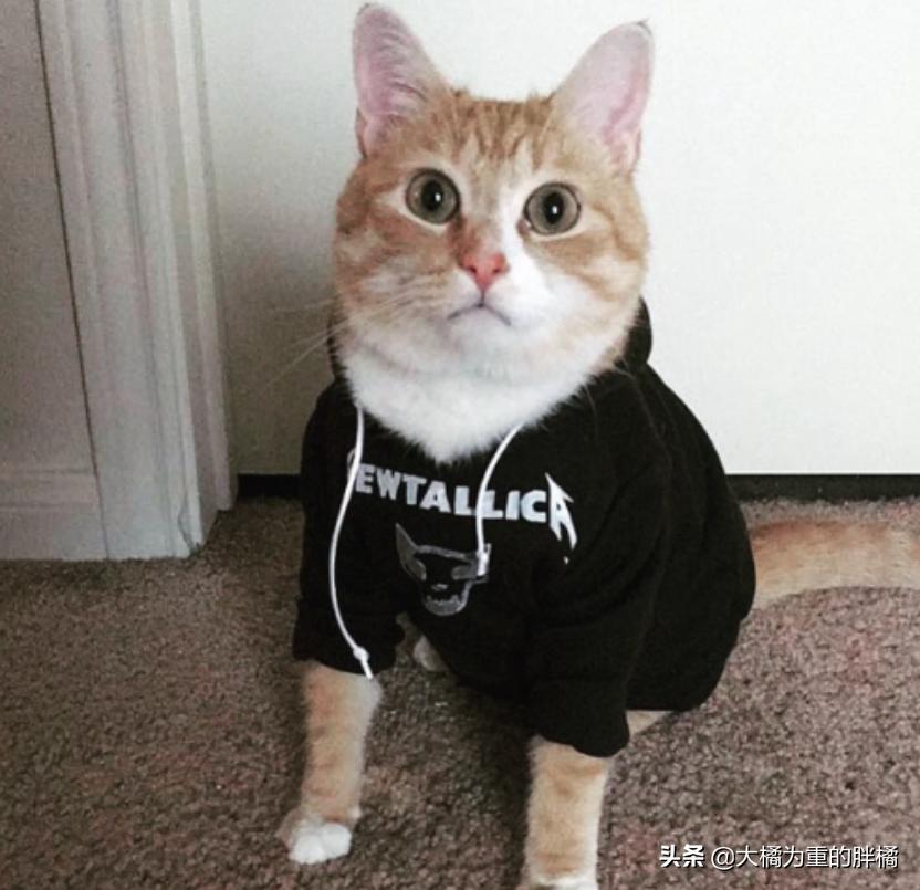 猫咪抗拒洗澡怎么给猫咪洗澡,猫咪抗拒洗澡怎么办