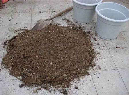 阳台种上这些菜冬天吃太美味了,阳台种菜什么菜好种