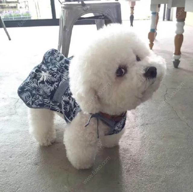 建议新手养的10种便宜狗狗不掉毛,十大适合家养的不掉毛狗狗有哪些