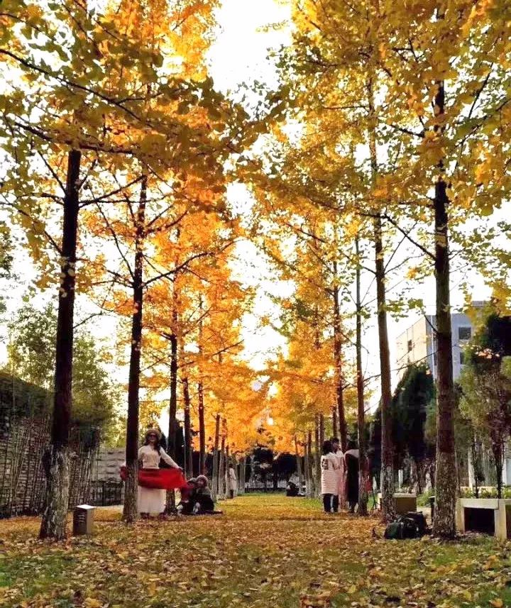 温州秋冬的银杏树确实美,温州最原生态银杏