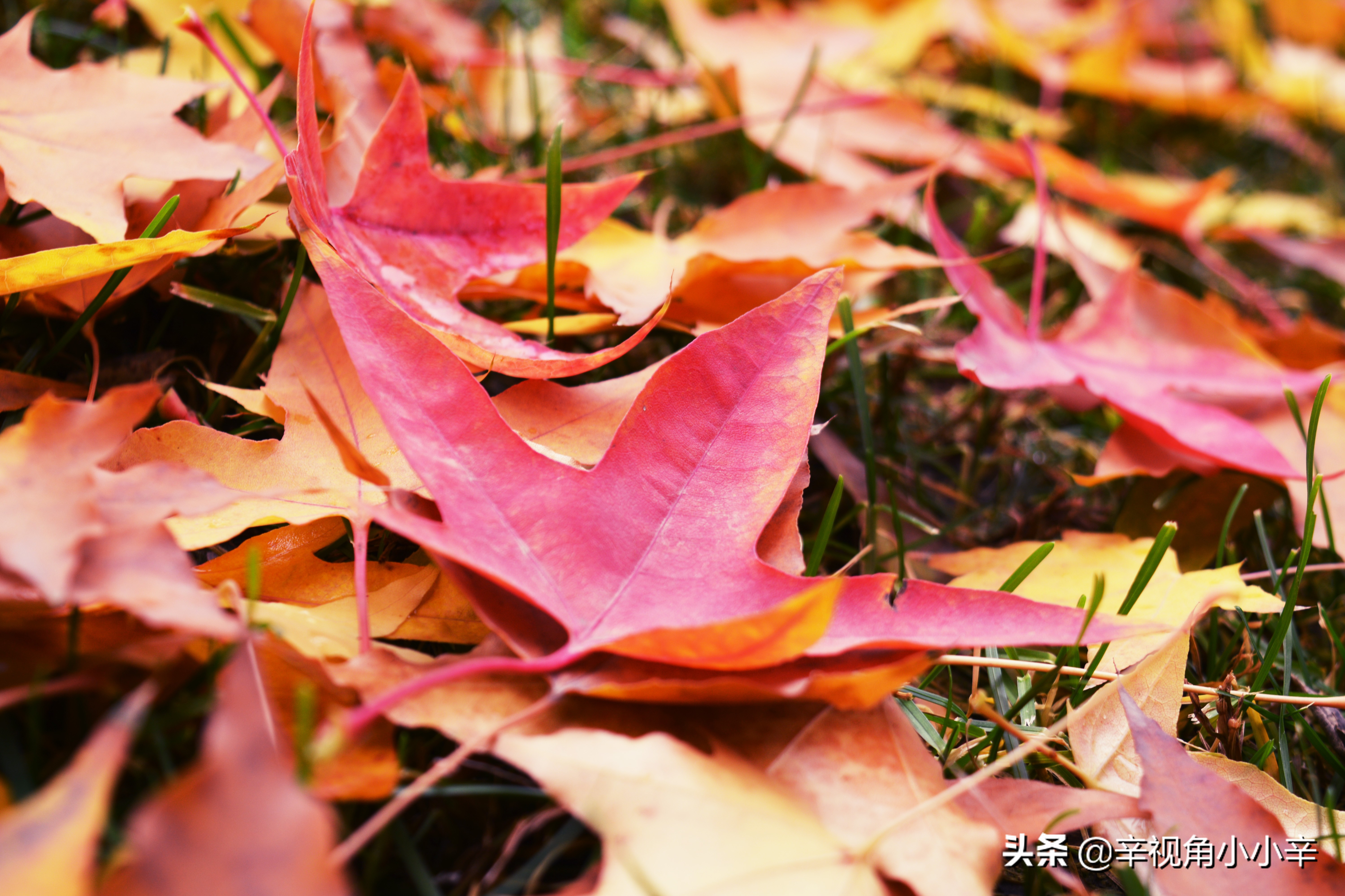 大望京公园红叶,红叶公园北京