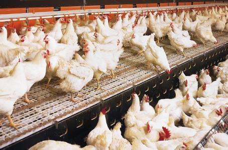 杀狗政策,大规模杀狗属于什么行为