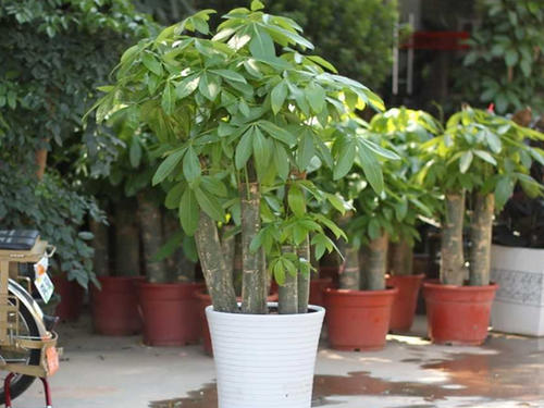 发财树叶子怎么养才能爆盆,发财树叶片怎么养