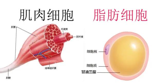 吃什么分解脂肪,脂肪分解去眼袋
