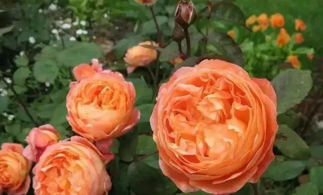 每天学习一点点花卉,100种常见玫瑰品种