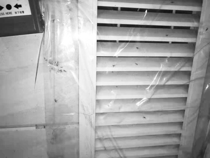 院子蚊子太多了该怎样灭蚊,一楼蚊子太多怎么灭蚊