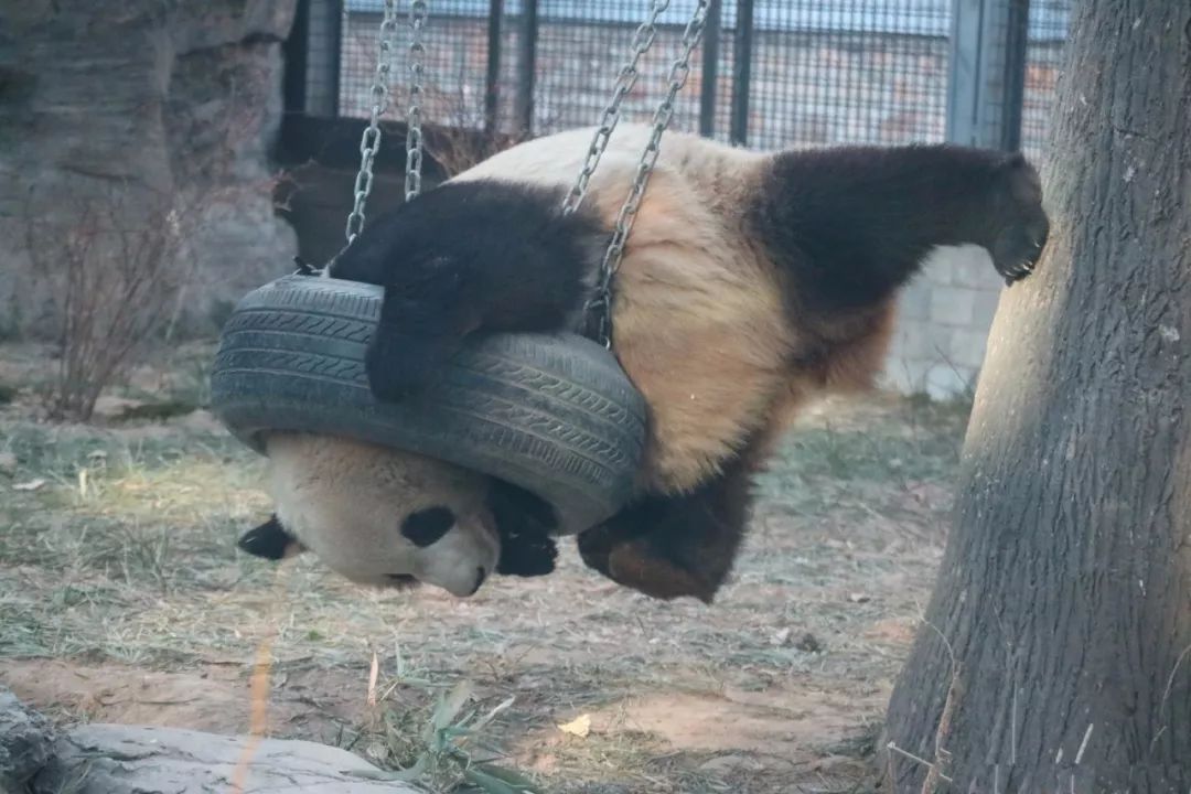 熊猫钻轮胎被卡住,熊猫钻轮胎时脑袋卡住