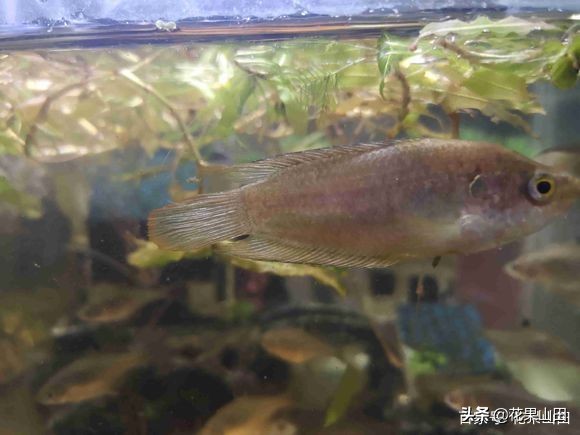 鱼缸里有少量水草小虾会不会被吃,鱼缸里的鱼是不是会攻击生病的鱼