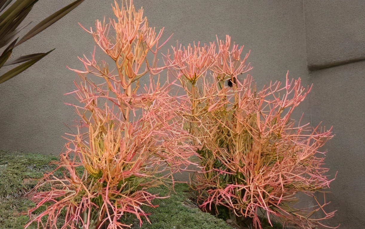 多肉光棍树喜酸还是喜碱,光棍树多肉怎么解毒