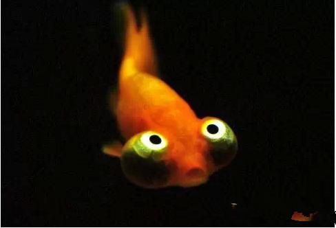 这些五彩斑斓的金鱼养眼又养心,最美的观赏金鱼值得一看