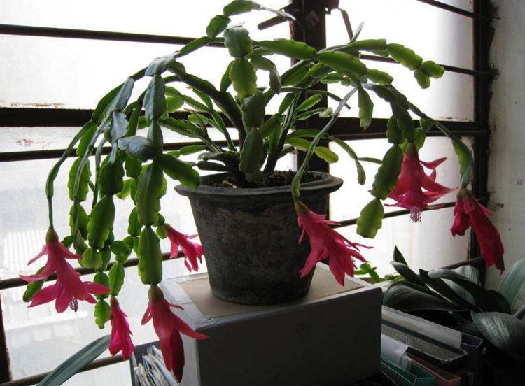 仙人指盆栽怎么养护,仙人指花苞期浇水施肥