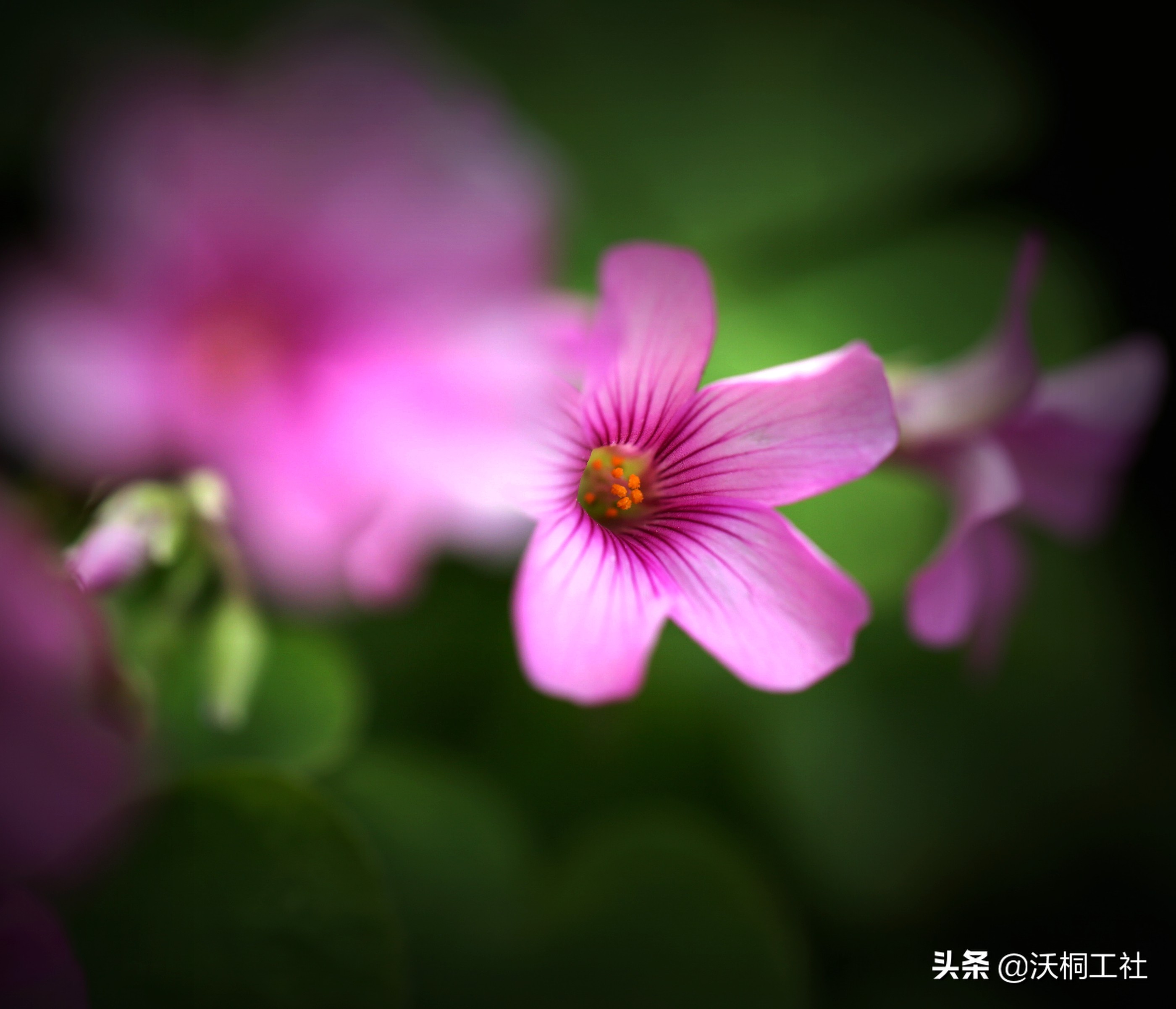 二十四节气花与诗感悟,二十四节气里的梅花诗句