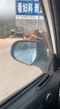 真鳄鱼皮鞋搞笑,鳄鱼皮鞋搞笑视频